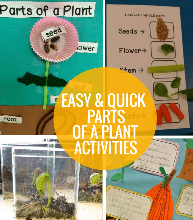 4 Straightforward and Fast Components of a Plant Actions